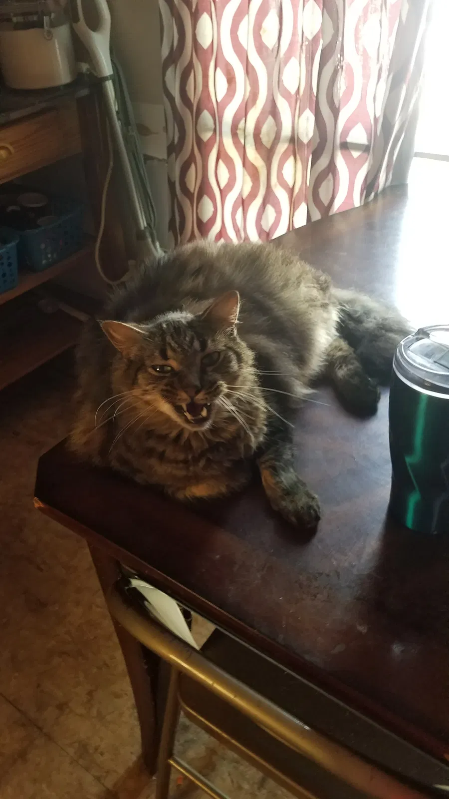 Lost cat in Greeneville, TN, 37743