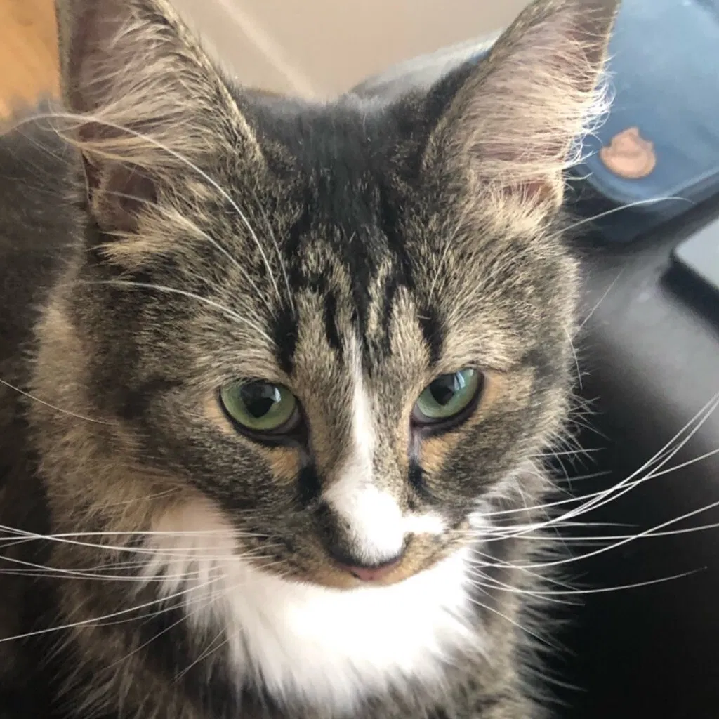 Lost cat in Richmond, VA, 23220