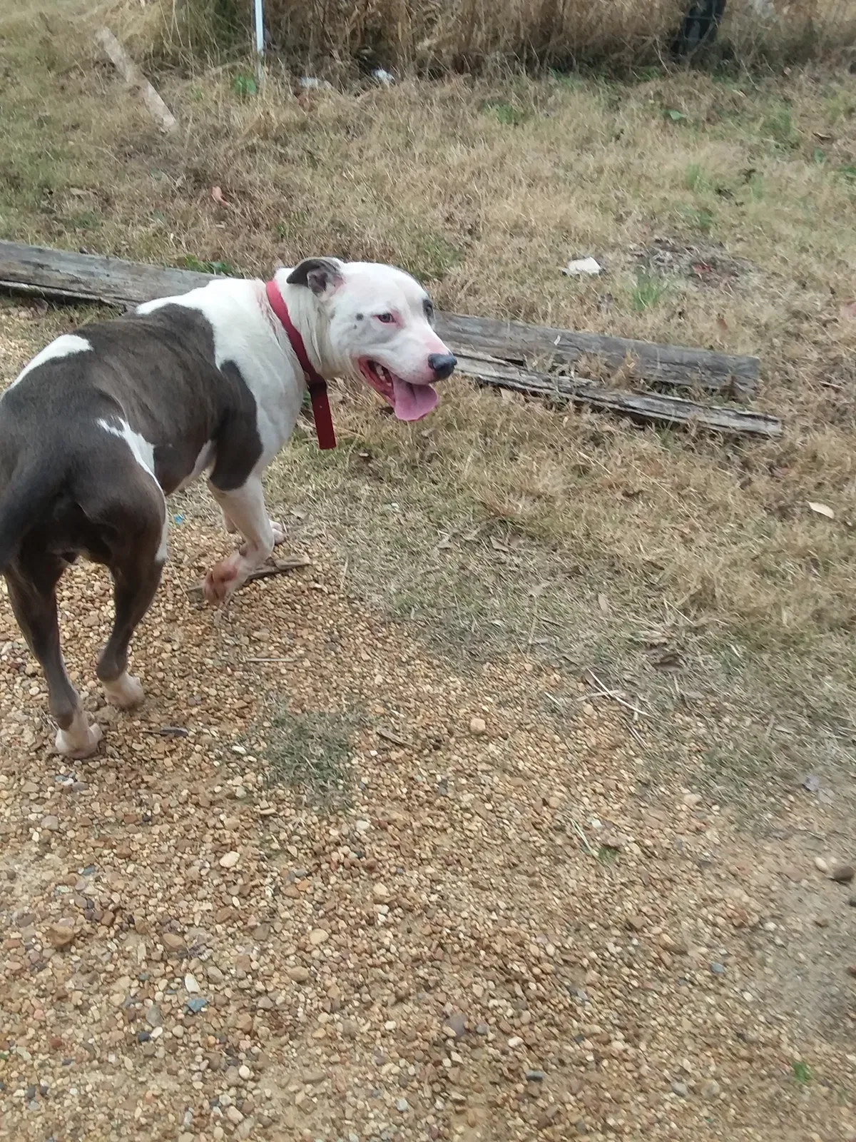 Lost dog in White Hall, AR, 71602