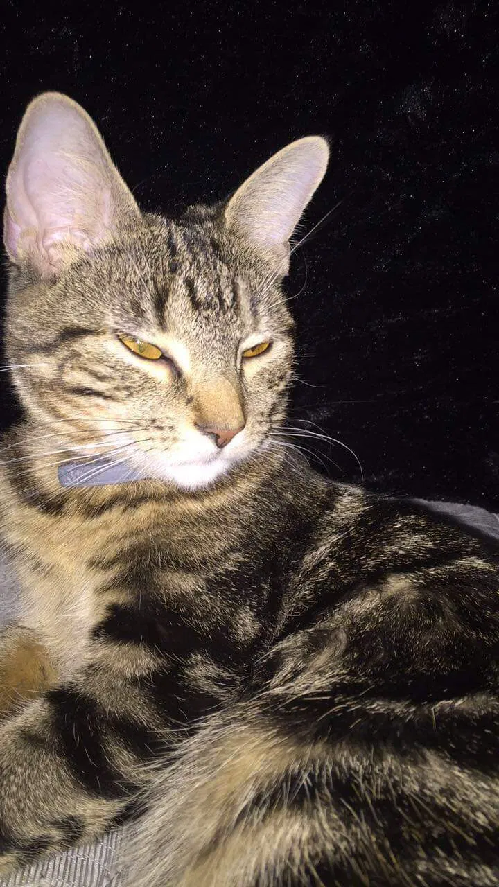 Lost cat in Columbus, OH, 43229