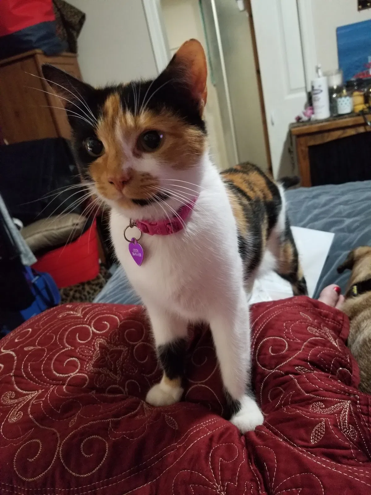 Lost cat in Mountlake Terrace, WA, 98043