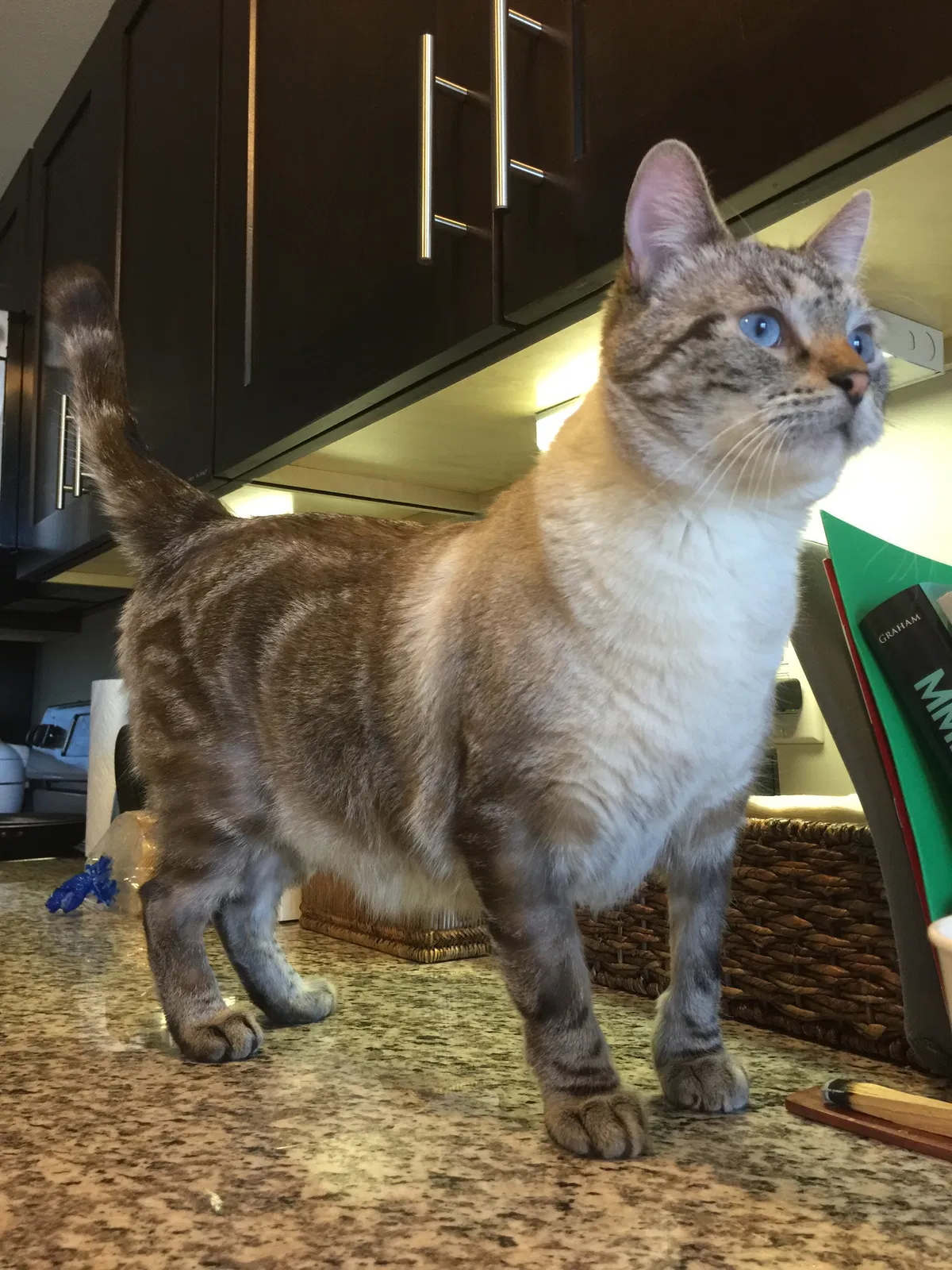 Lost cat in Colorado Springs, CO, 80905