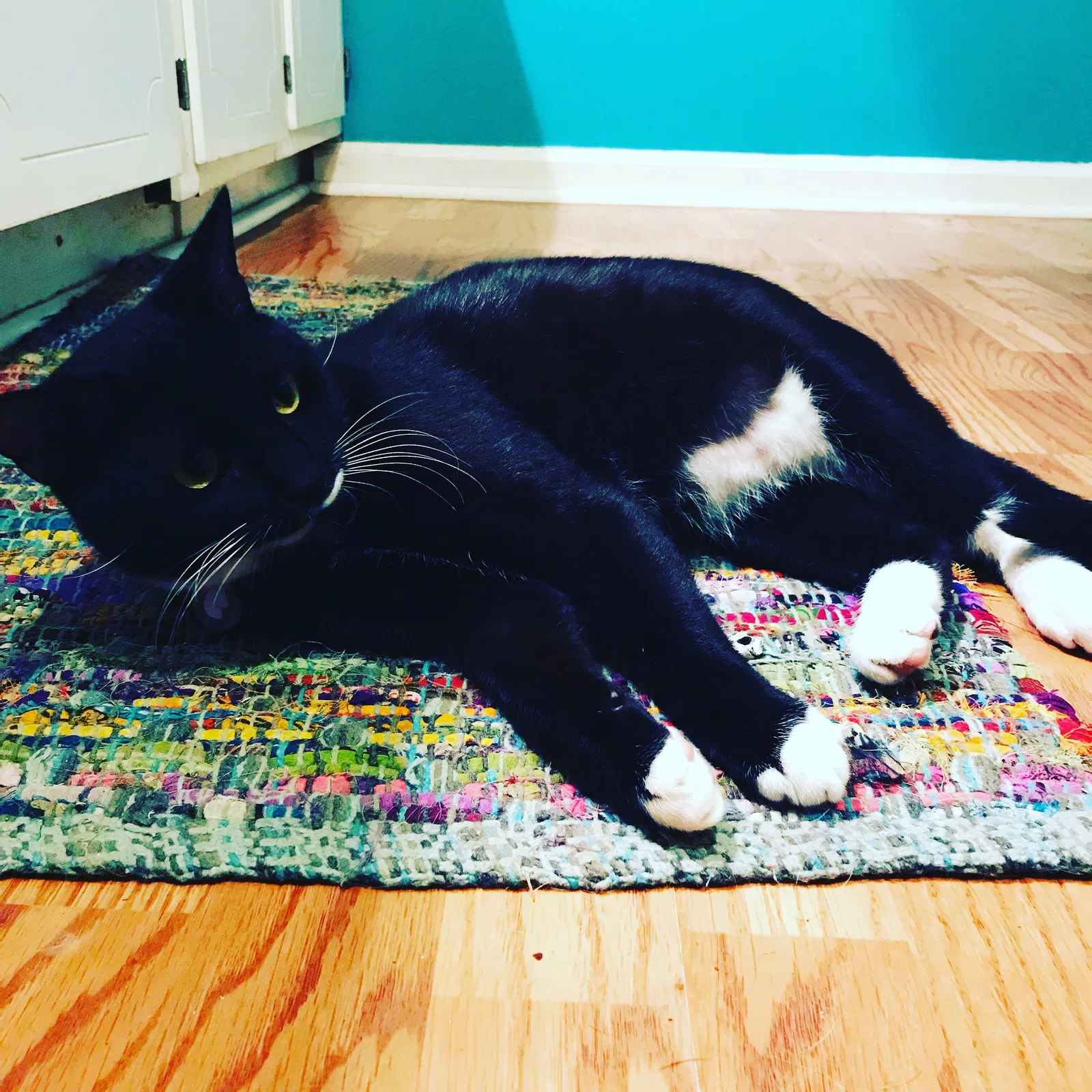Lost cat in Asheville, NC, 28805
