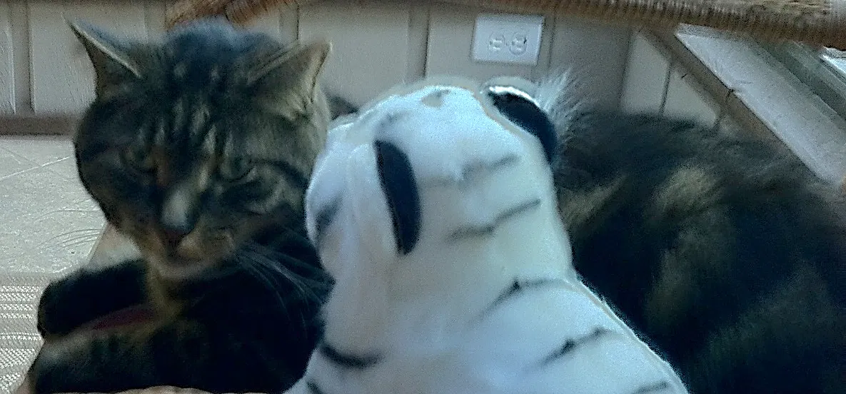 Lost cat in Greenfield, IN, 46140
