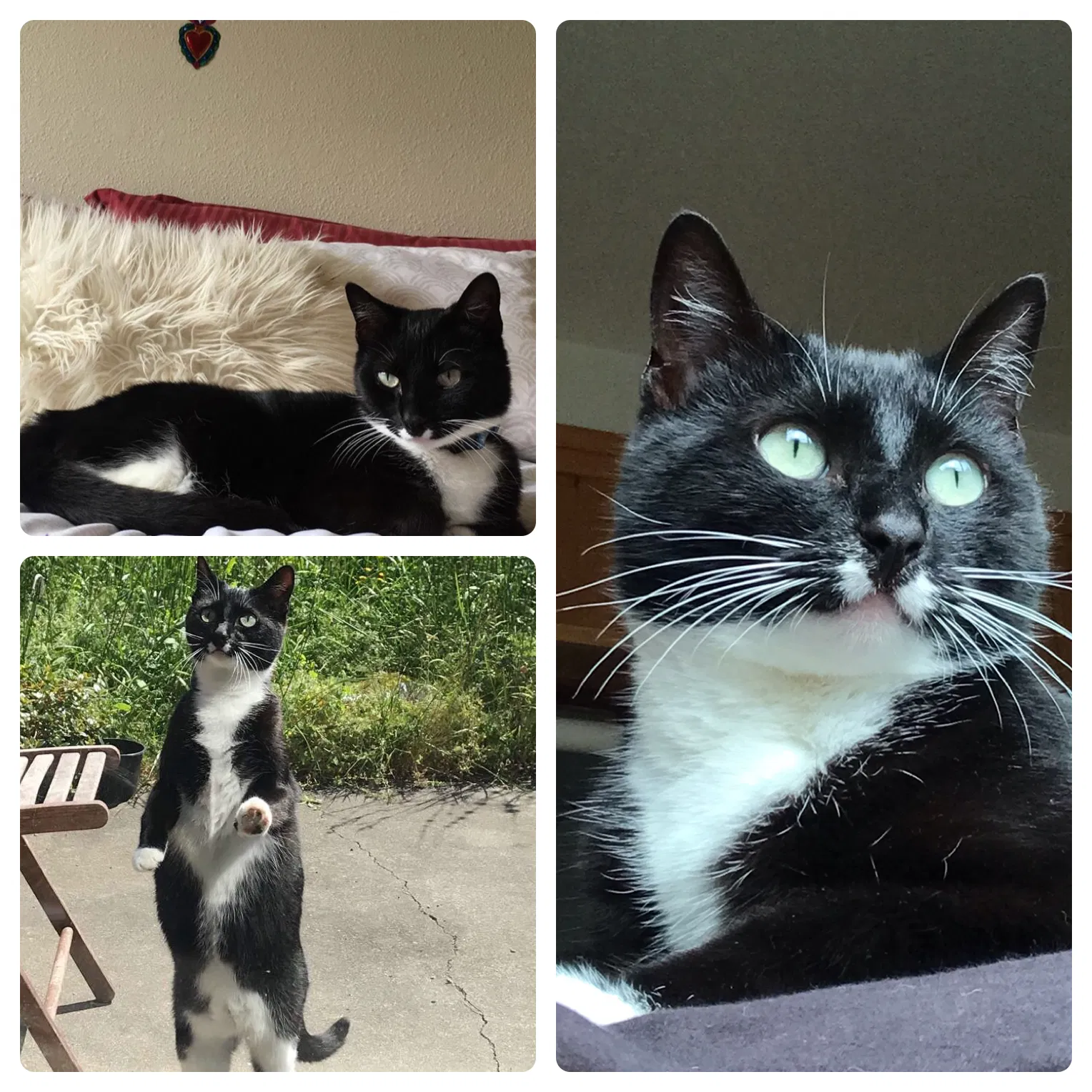 Lost cat in Arcata, CA, 95521