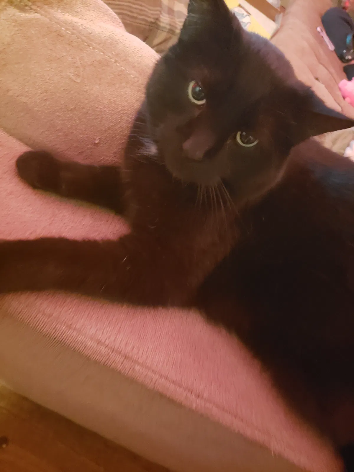 Lost cat in Cedar Falls, IA, 50613