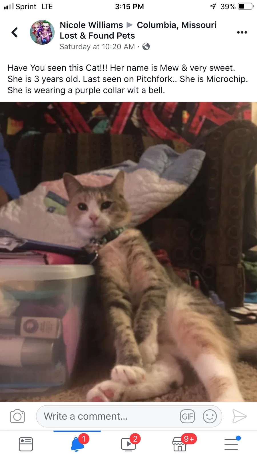 Lost cat in Columbia, MO, 65202