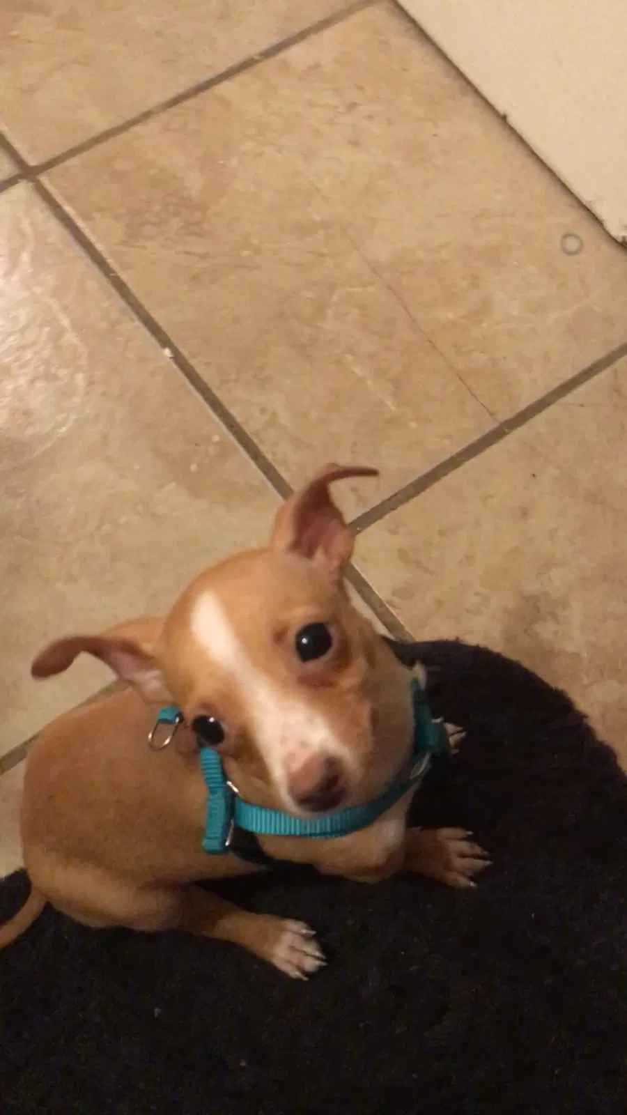Lost dog in Jackson, TN, 38305