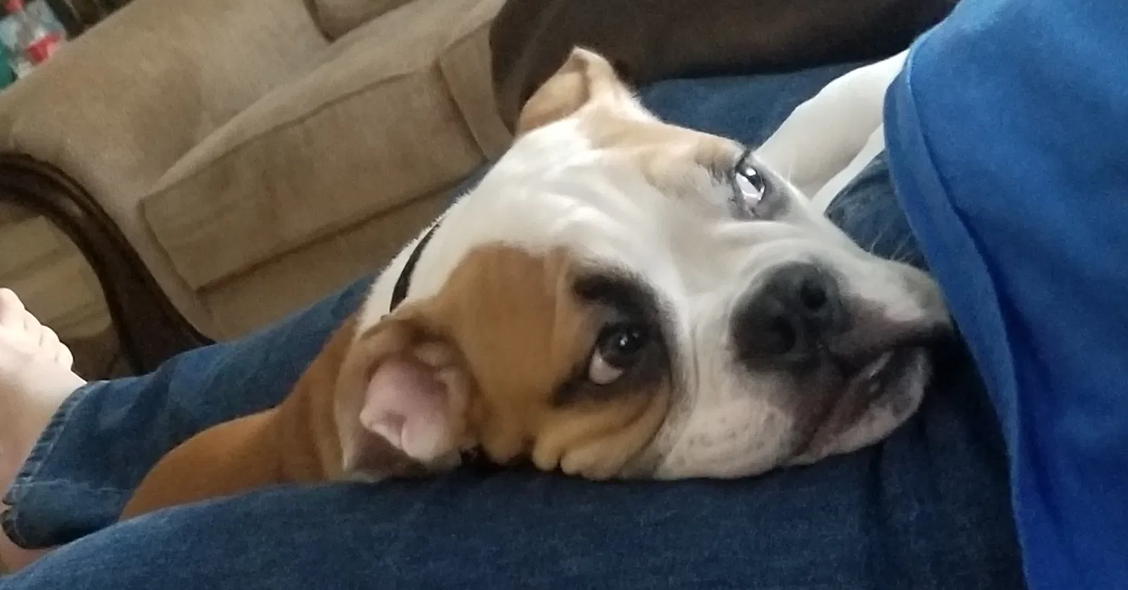 Lost dog in Pensacola, FL, 32534
