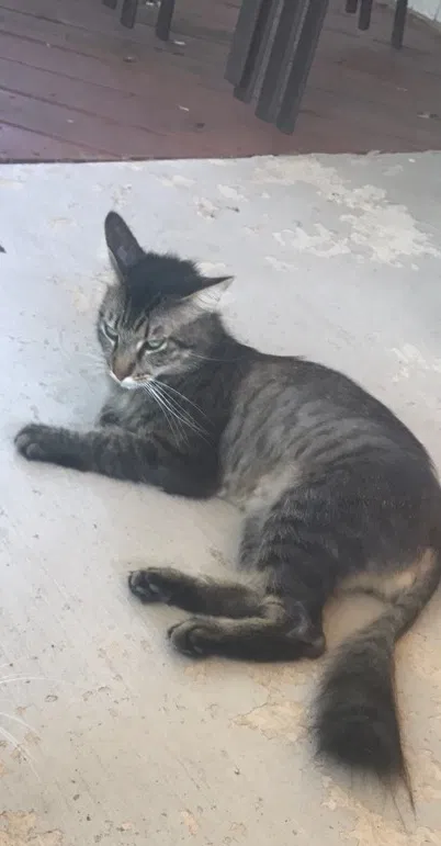 Lost cat in San Antonio, TX, 78249