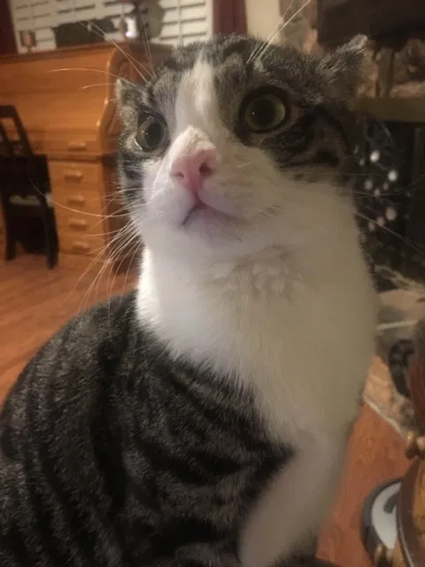 Lost cat in Fair Oaks, CA, 95628