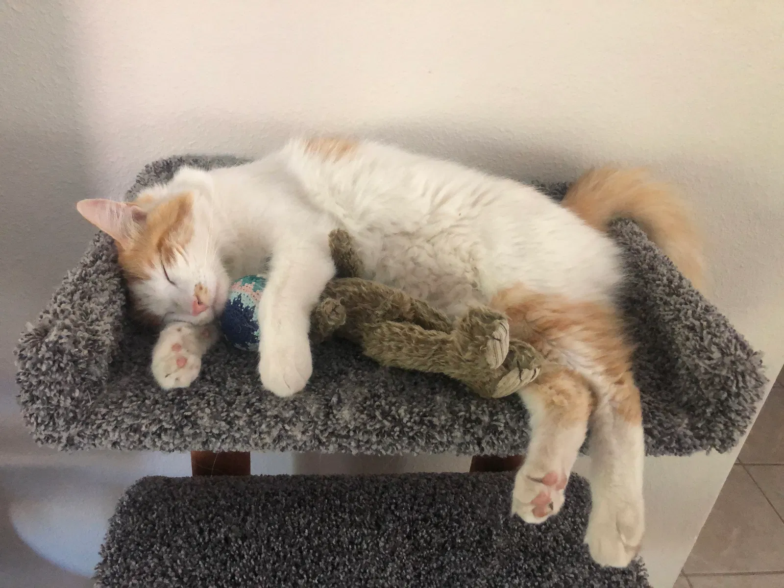 Lost cat in La Quinta, CA, 92253