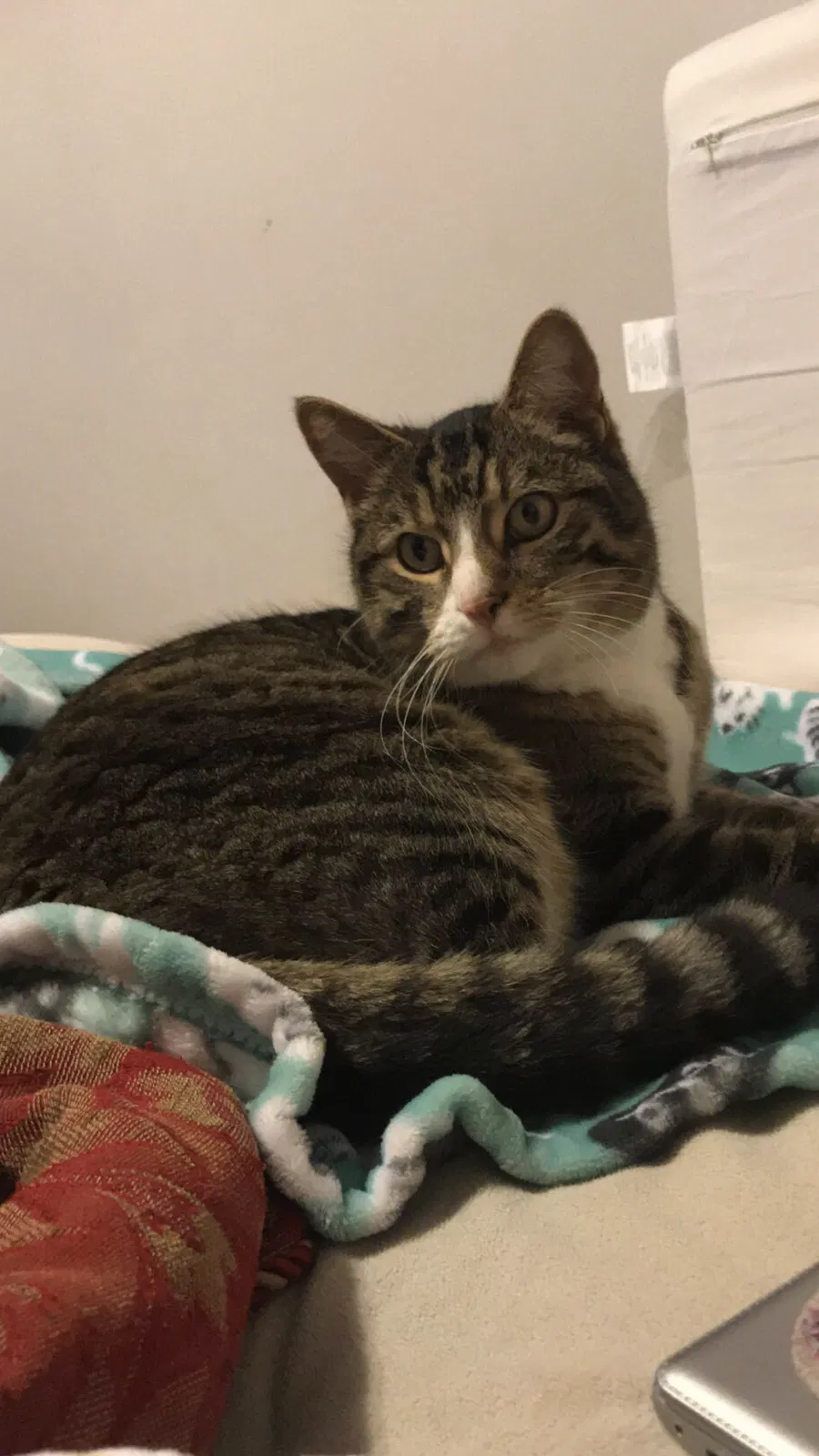 Lost cat in Cleveland, OH, 44102