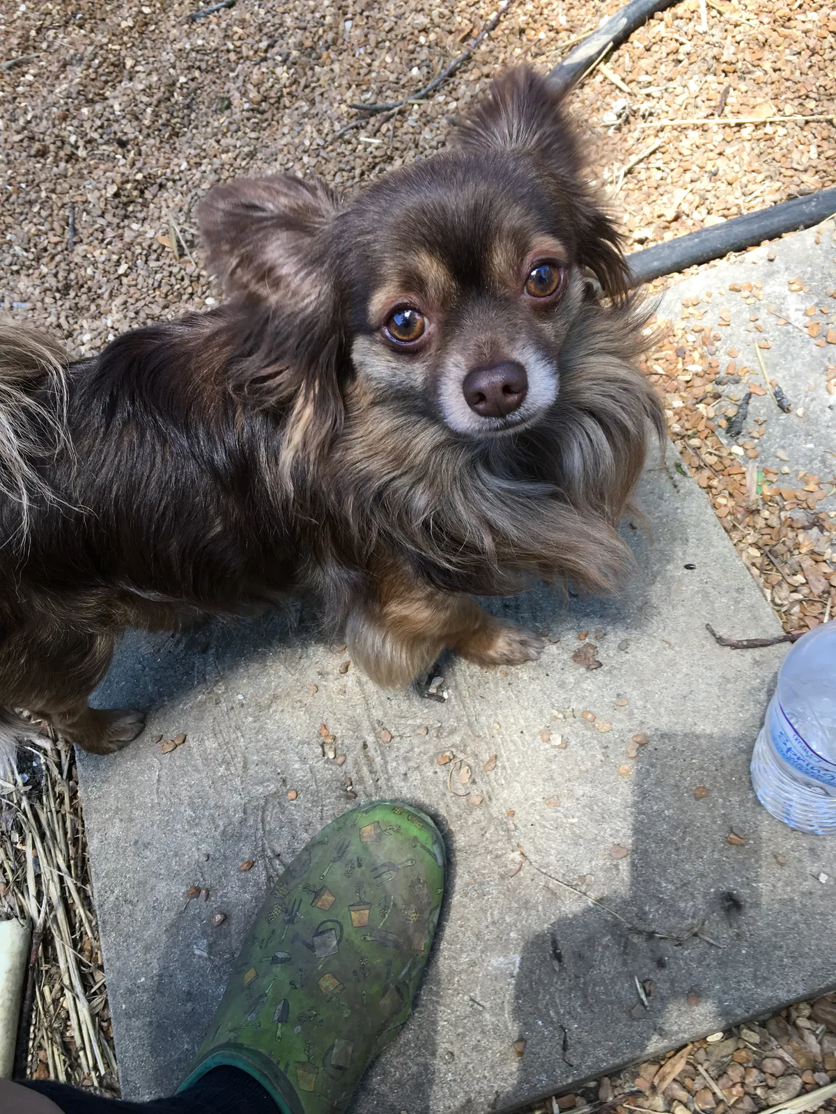 Lost dog in Florissant, MO, 63031