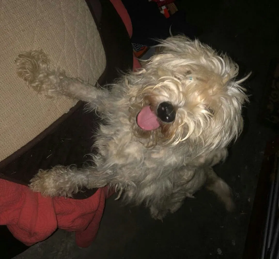 Found dog in Pasadena, TX, 77502