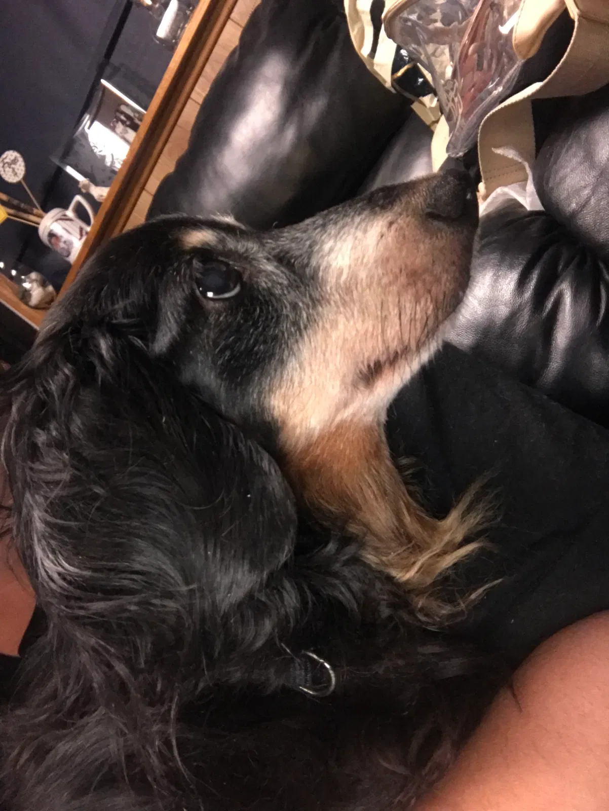 Found Dog