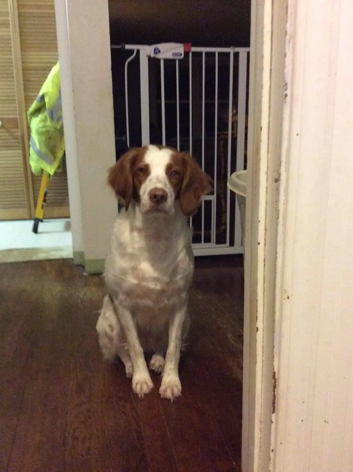 Lost dog in Lafayette, IN, 47905