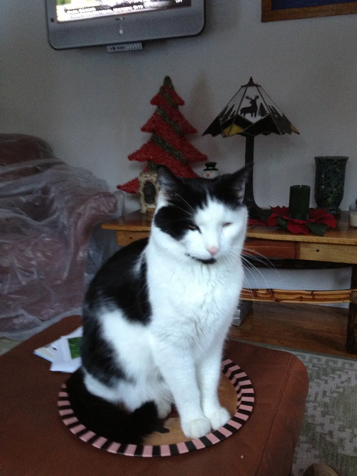 Lost cat in Diamond Point, NY, 12824