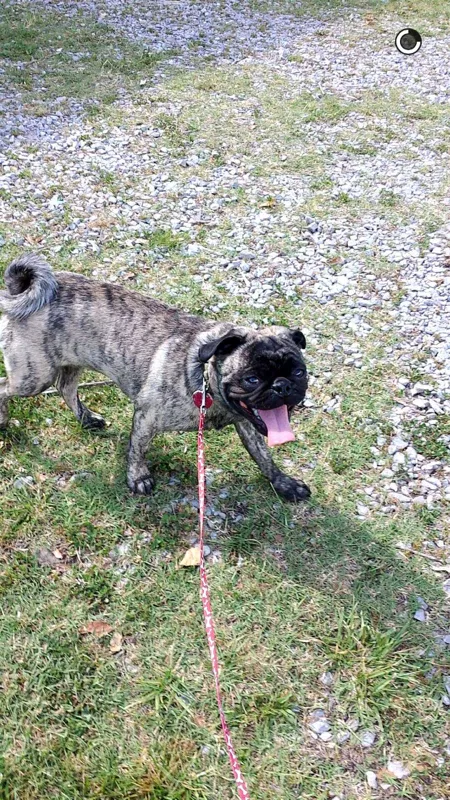 Lost dog in Benton, TN, 37307