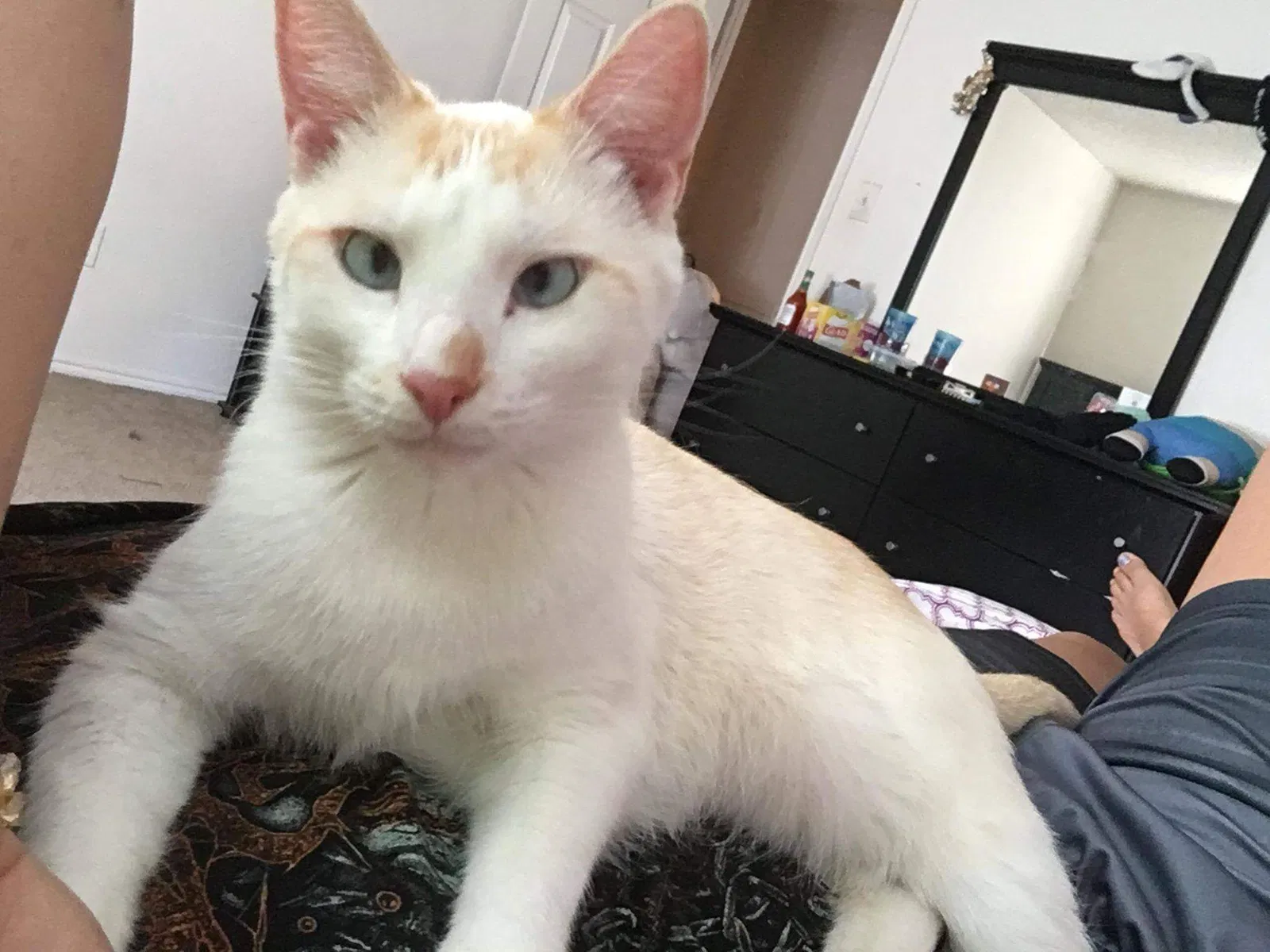 Lost cat in Crowley, TX, 76036