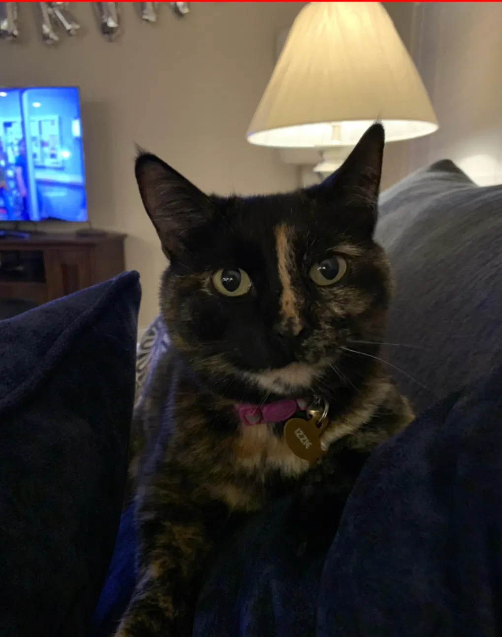 Lost cat in New Braunfels, TX, 78130