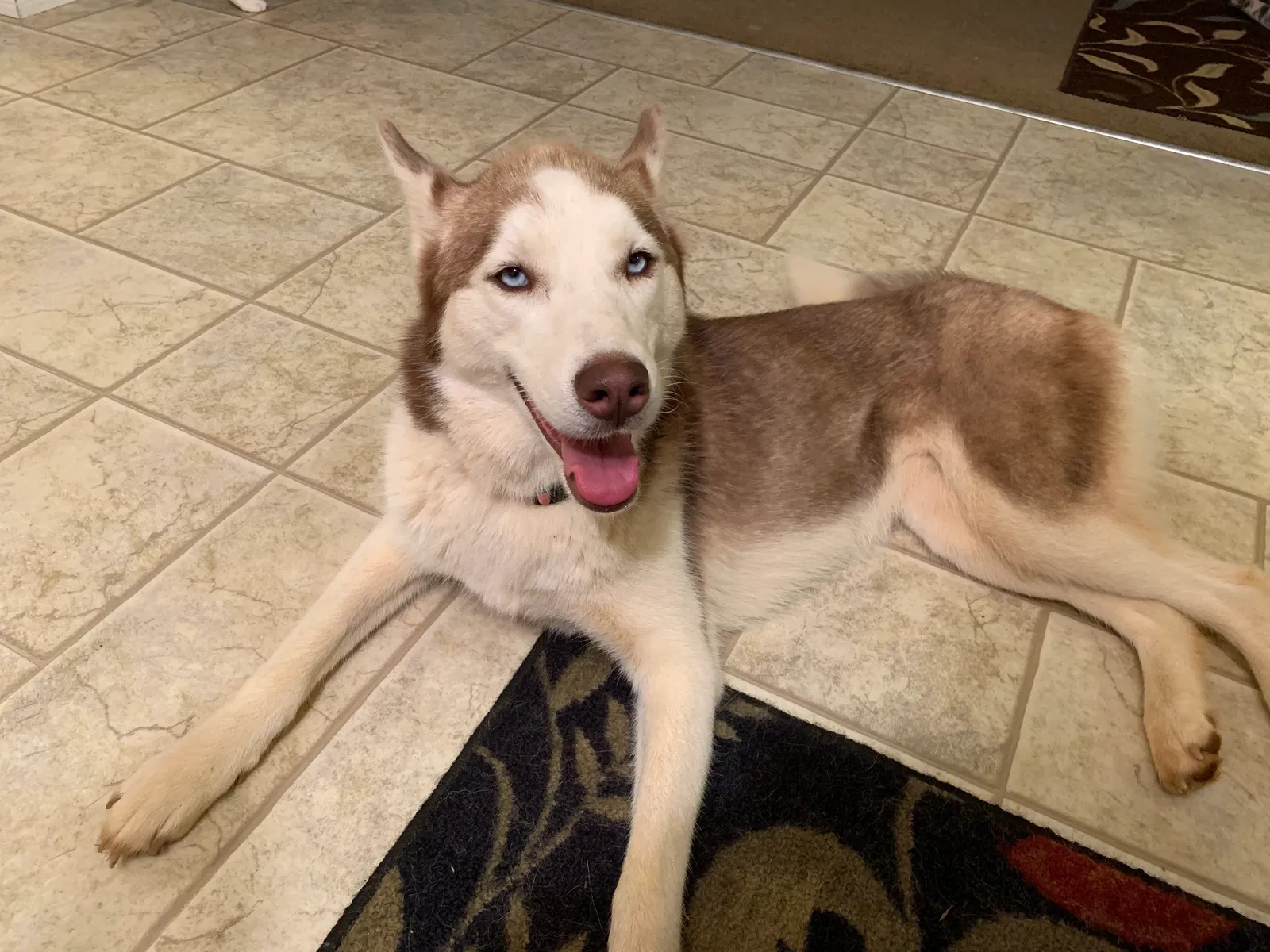 Lost dog in Meherrin, VA, 23954