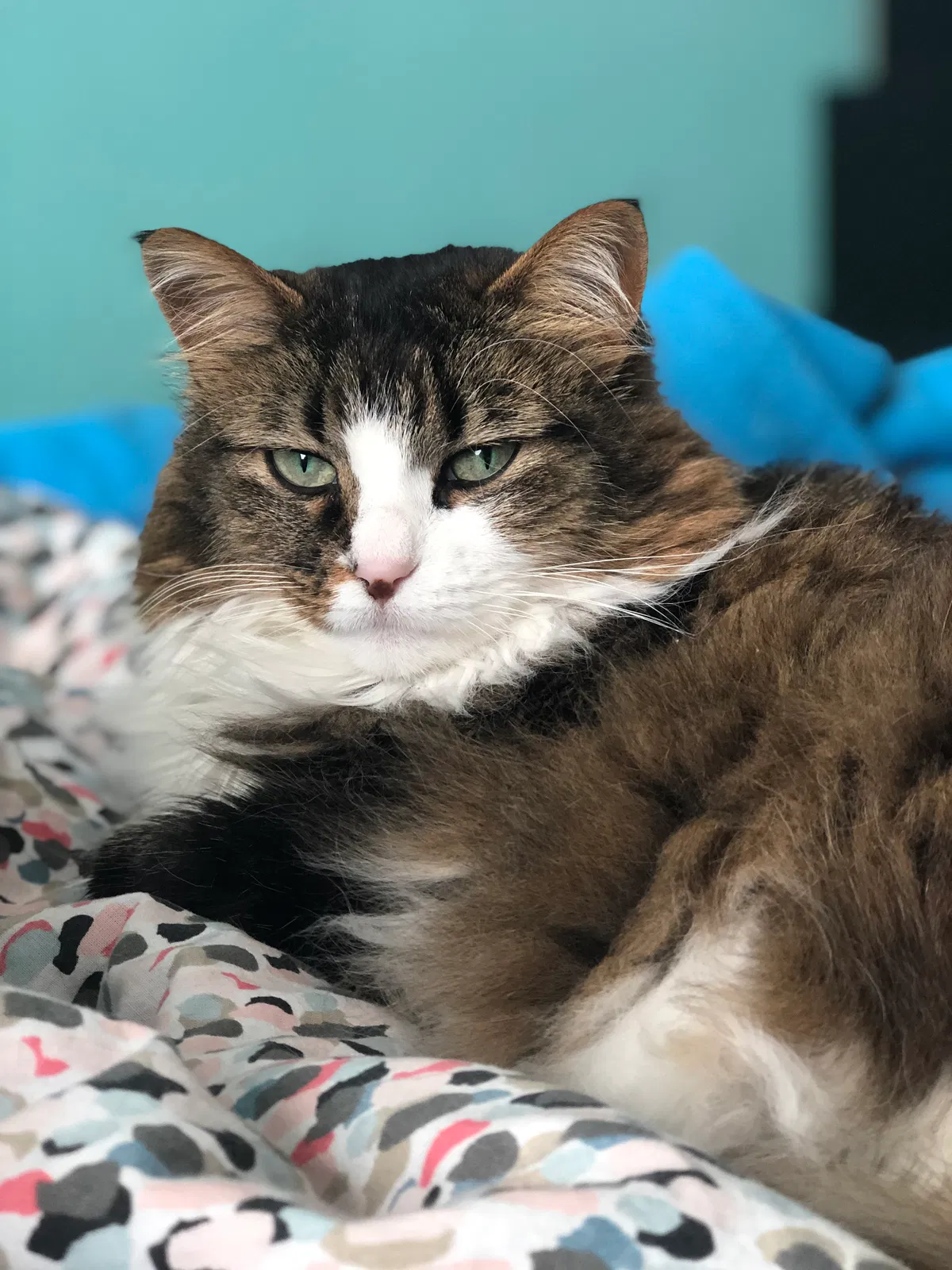 Lost cat in Burnsville, MN, 55337