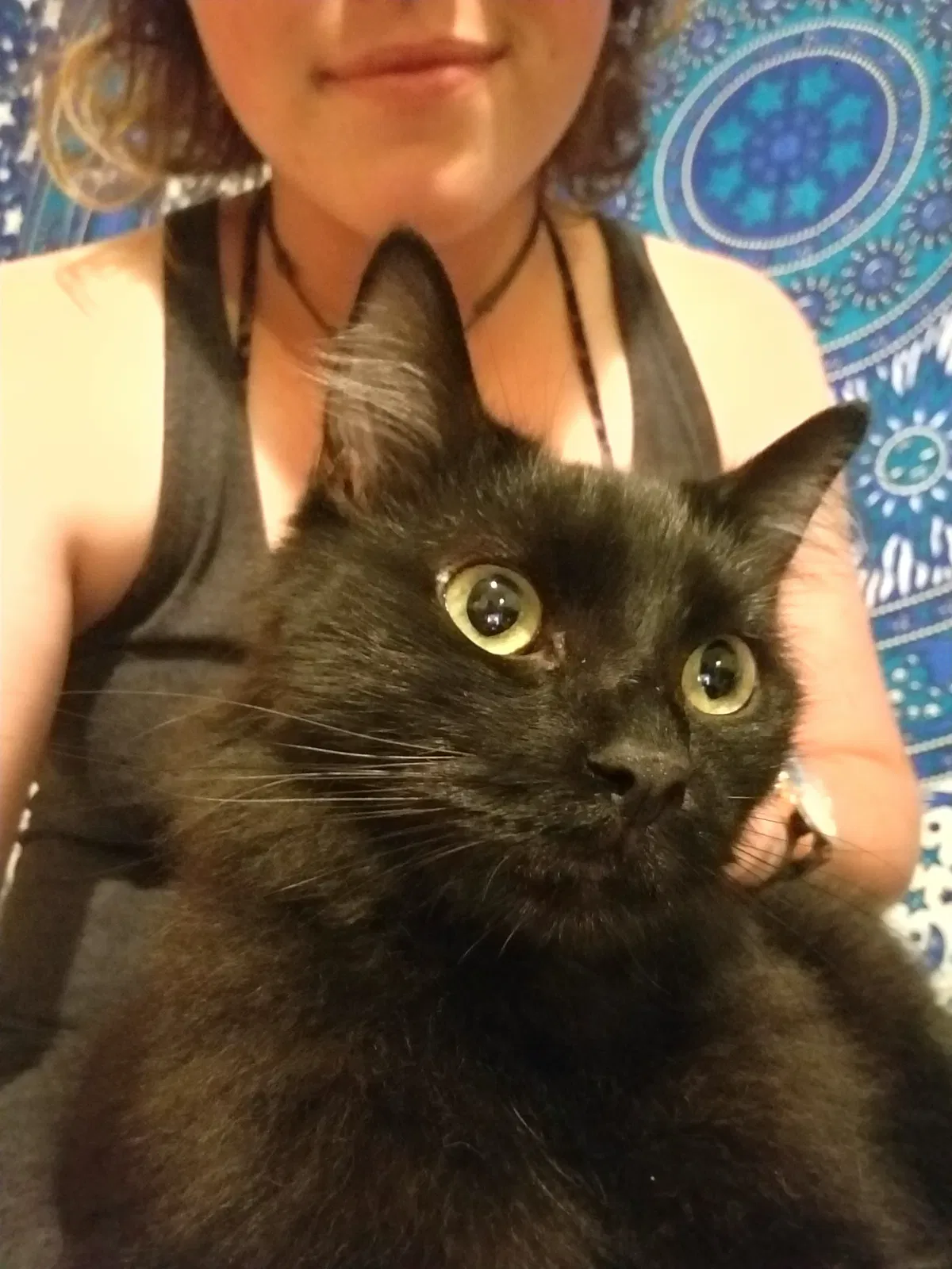 Missing Cat