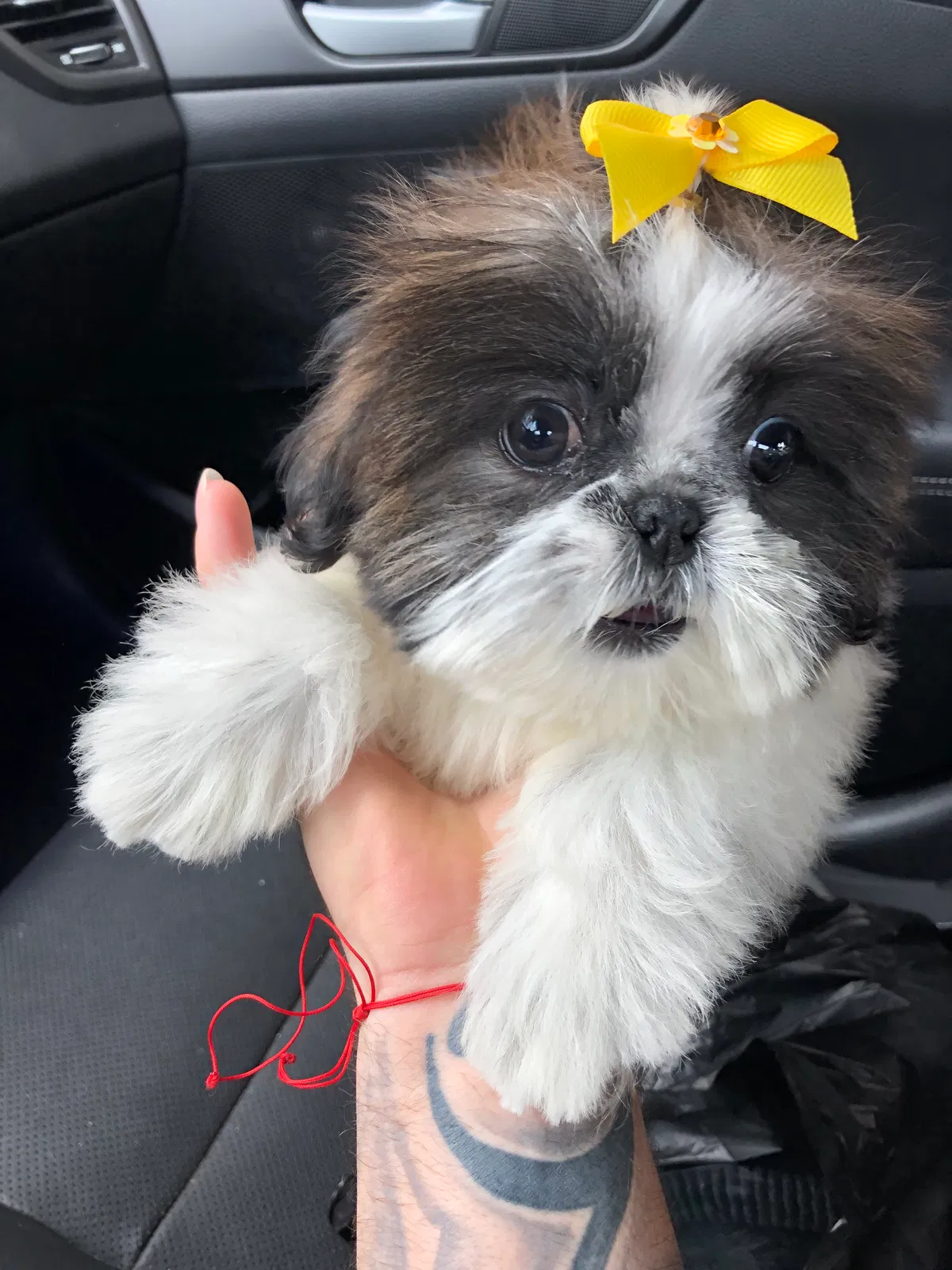 Lost dog in Opa Locka, FL, 33055