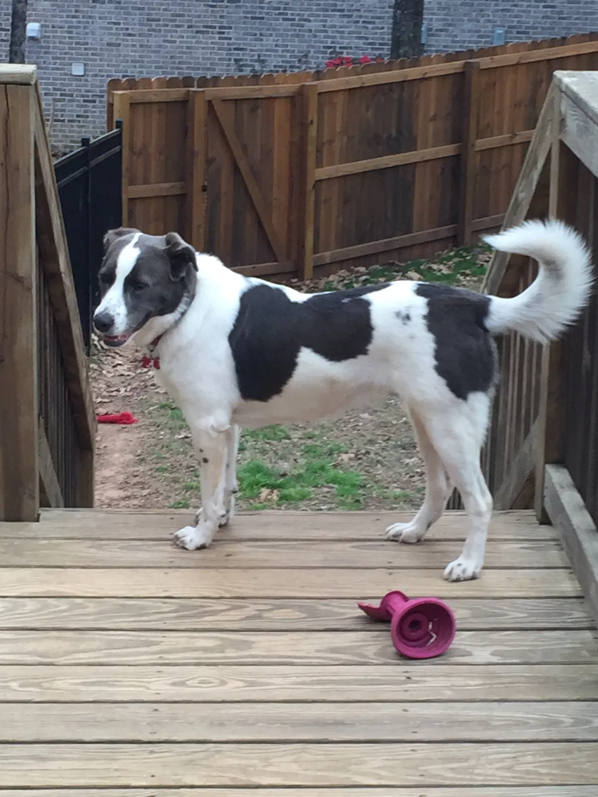 Lost dog in Unknown, AL, 365967