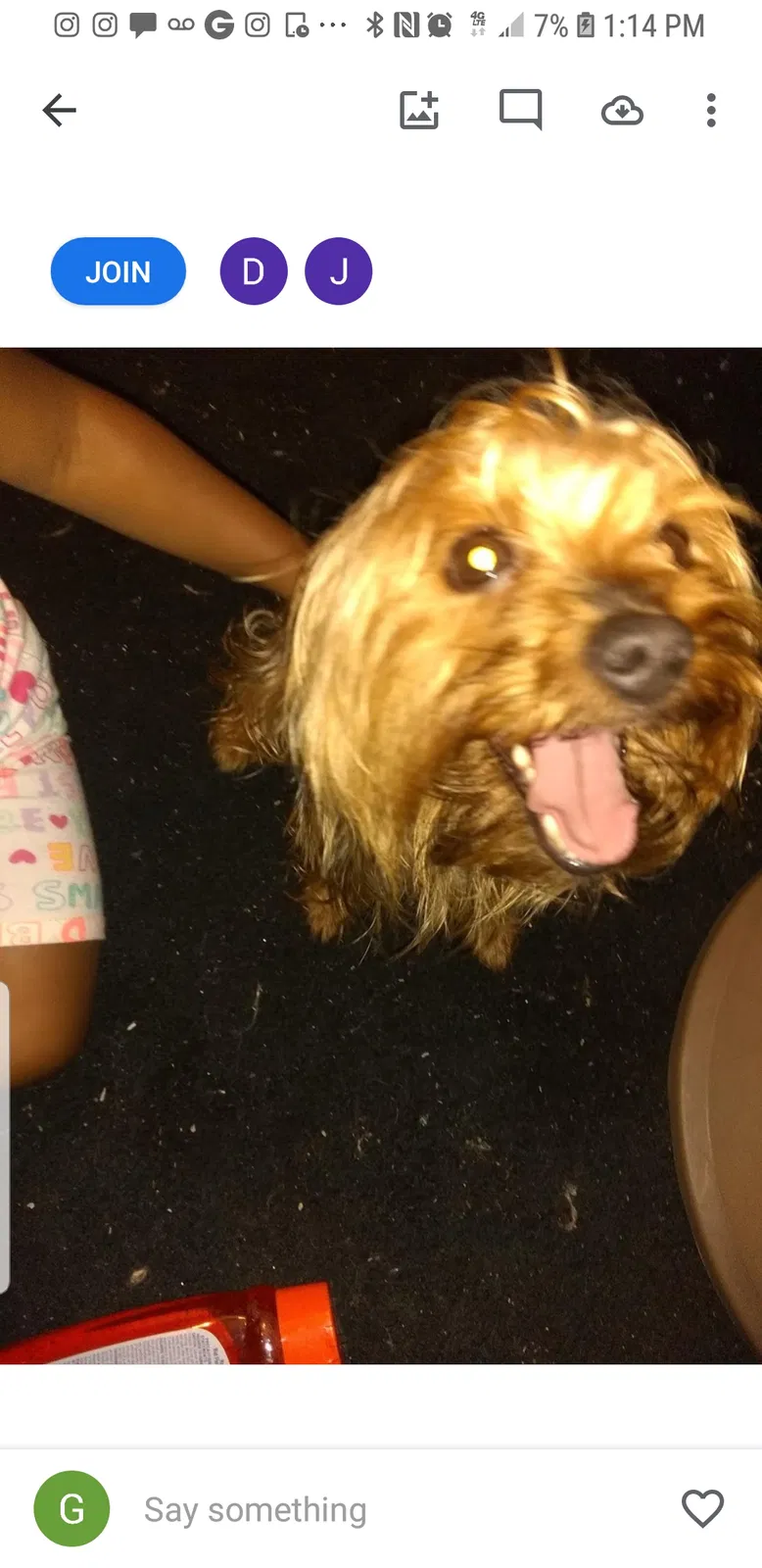Lost dog in Baltimore, MD, 21229