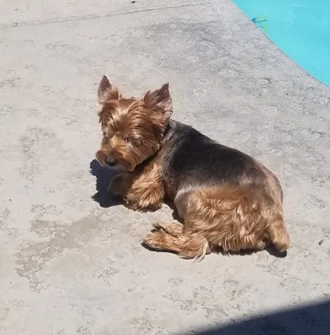 Lost dog in Turlock, CA, 95382