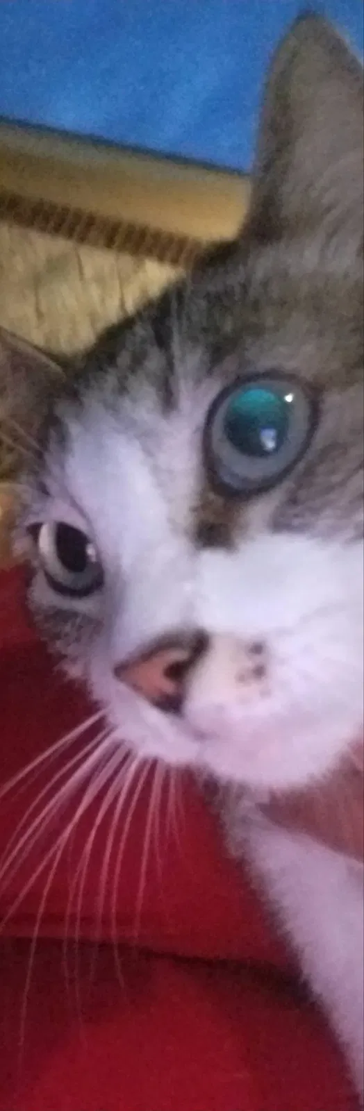 Lost cat in Haslet, TX, 76052