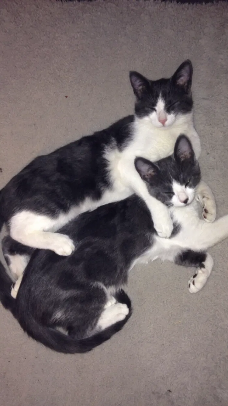 Lost cat in Hamilton, AL, 35570