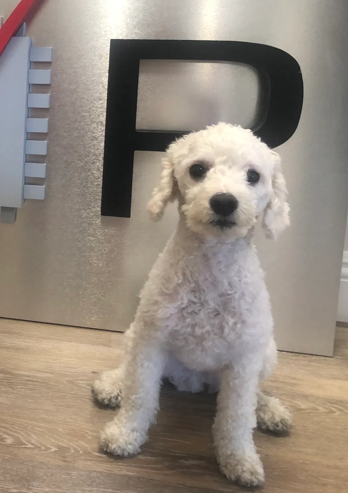 Lost dog in San Diego, CA, 92109