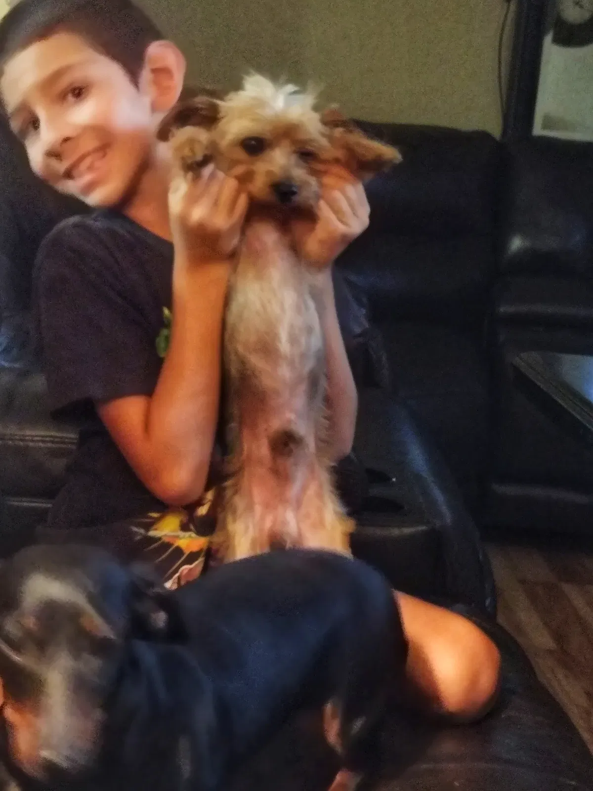 Lost dog in New Braunfels, TX, 78130
