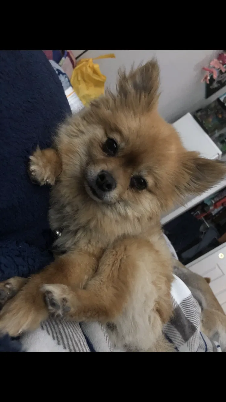 Lost dog in Albuquerque, NM, 87120