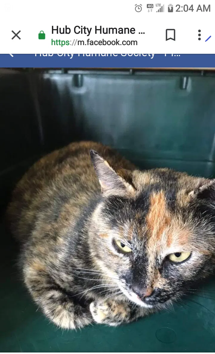 Lost cat in Hattiesburg, MS, 39402