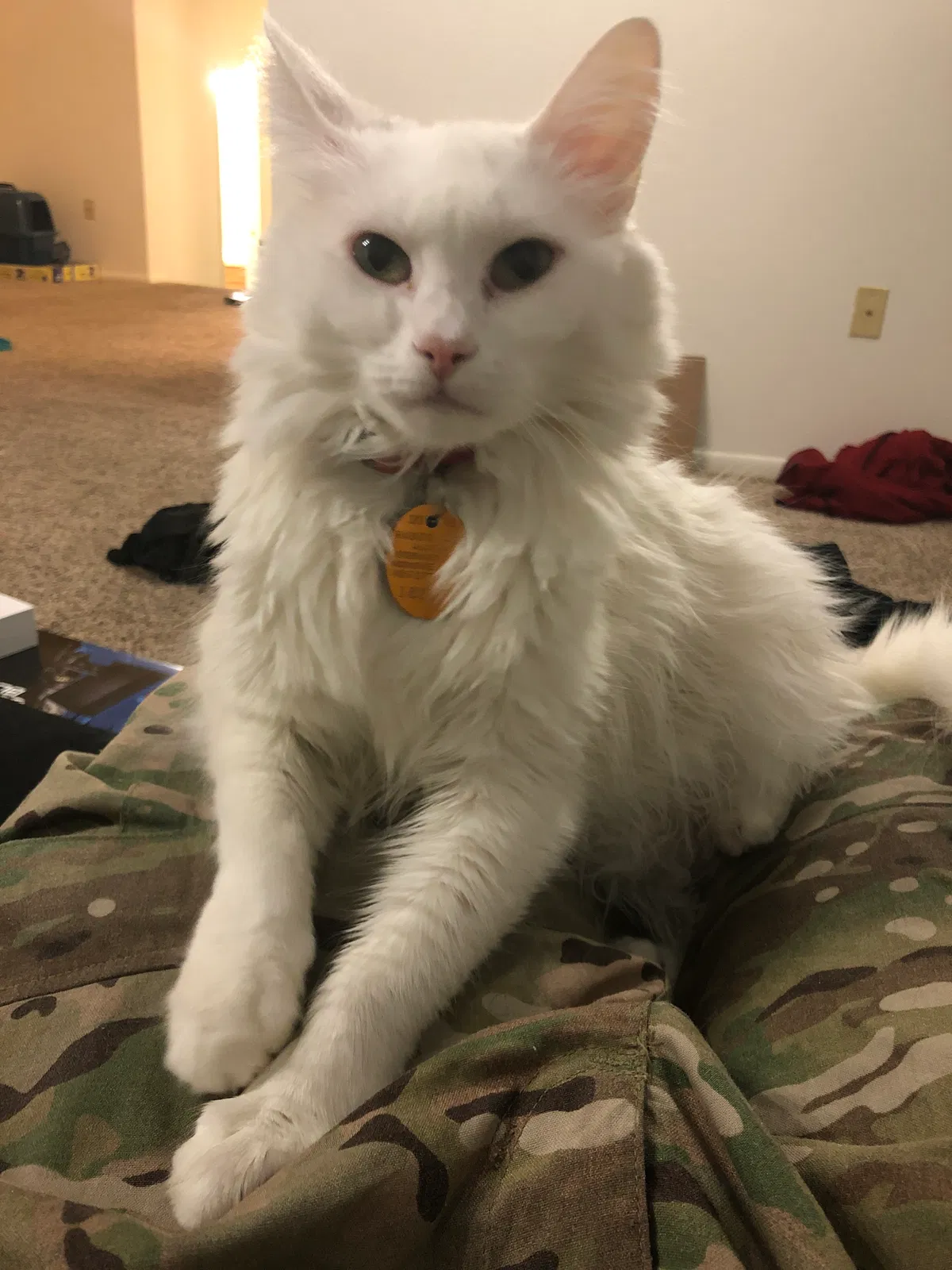 Lost cat in San Marcos, TX, 78666