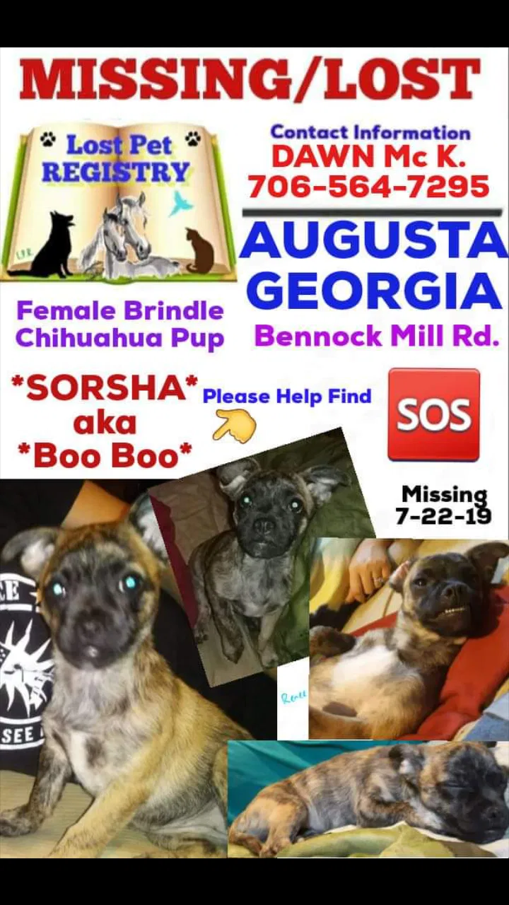 Lost dog in Augusta, GA, 30906
