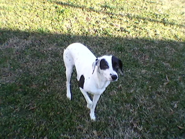 Lost dog in Mobile, AL, 36604