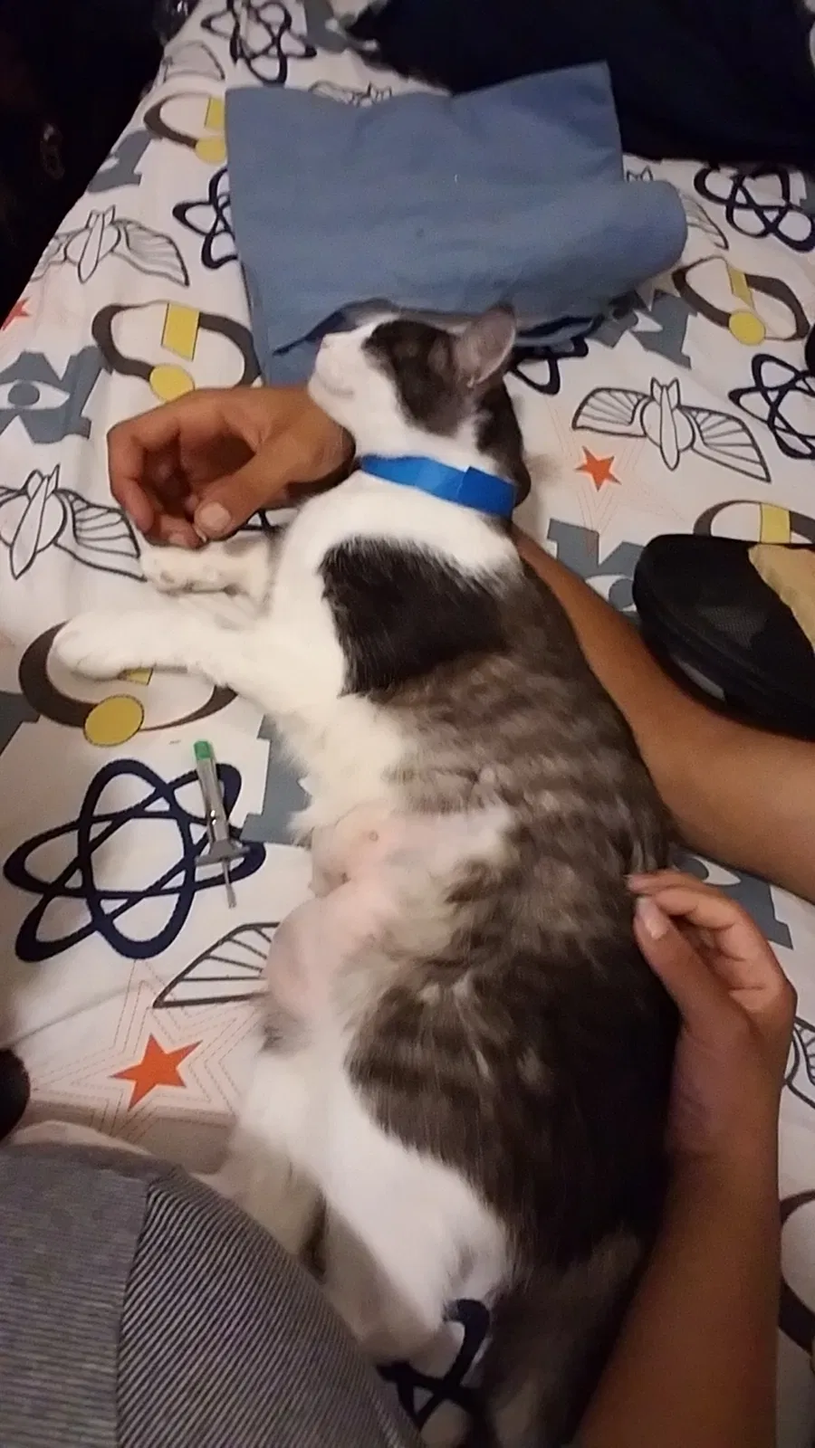 Lost cat in Fountain Valley, CA, 92708