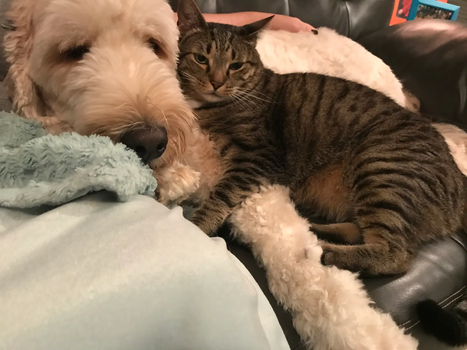 Lost cat in Lawrenceville, GA, 30043