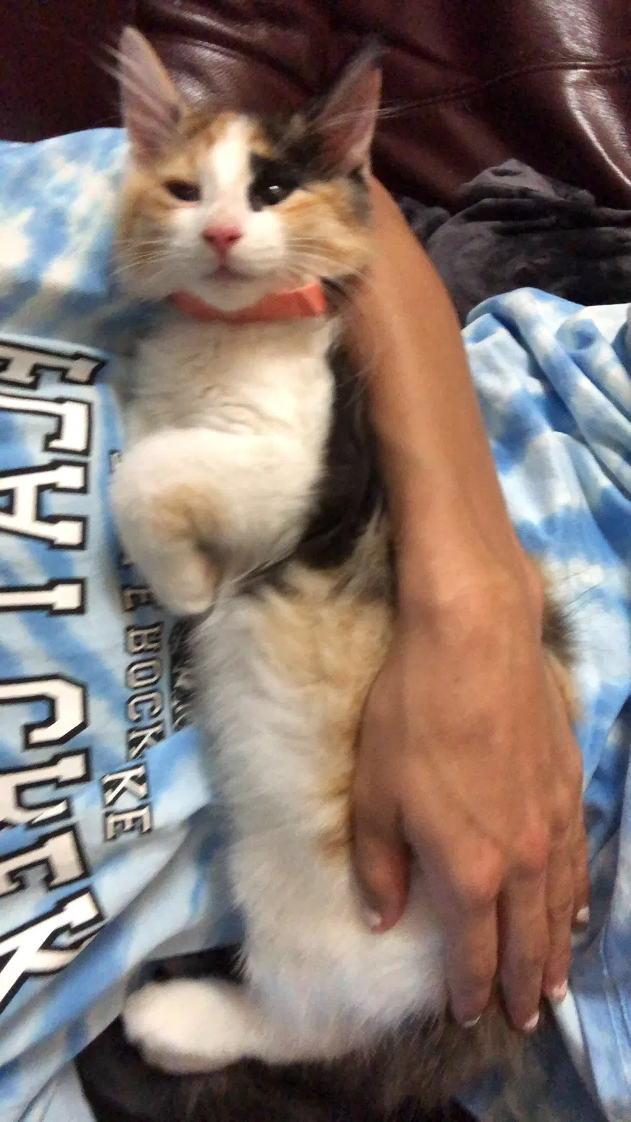 Lost cat in Fordland, MO, 65652