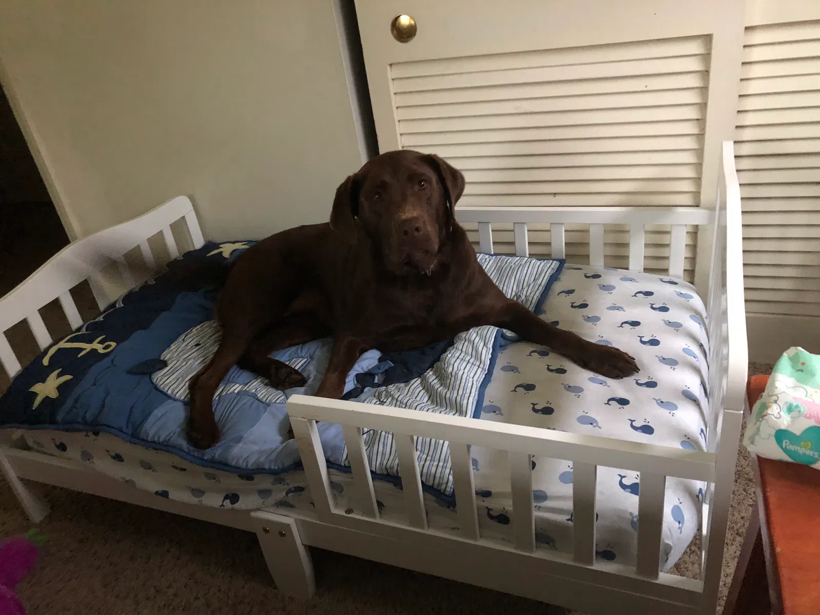 Lost dog in Fayetteville, NC, 28314