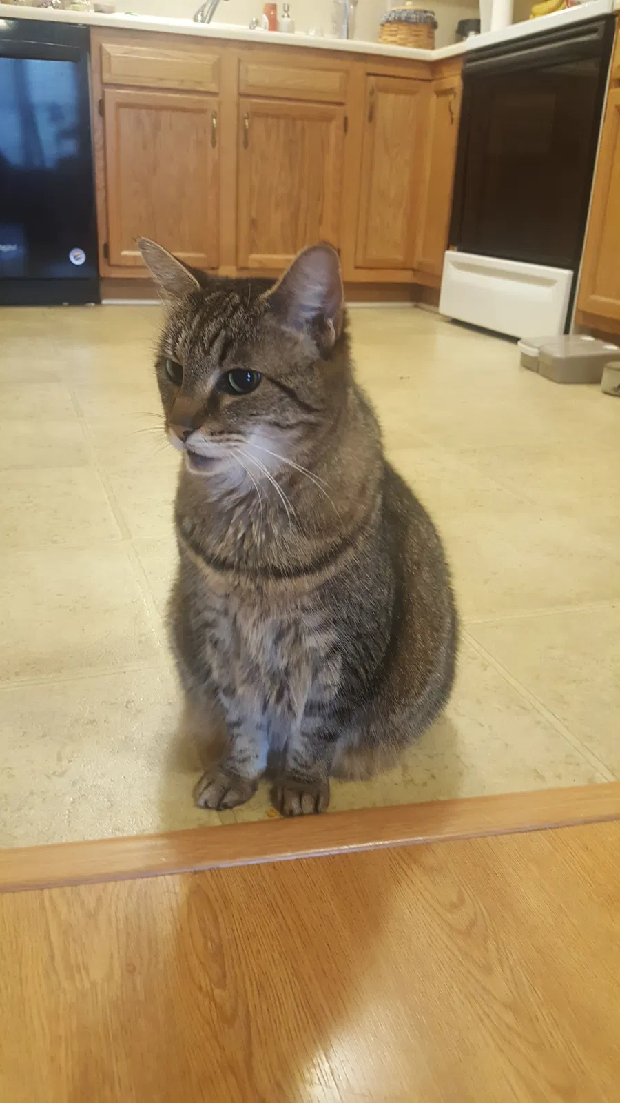 Lost cat in Candler, NC, 28715