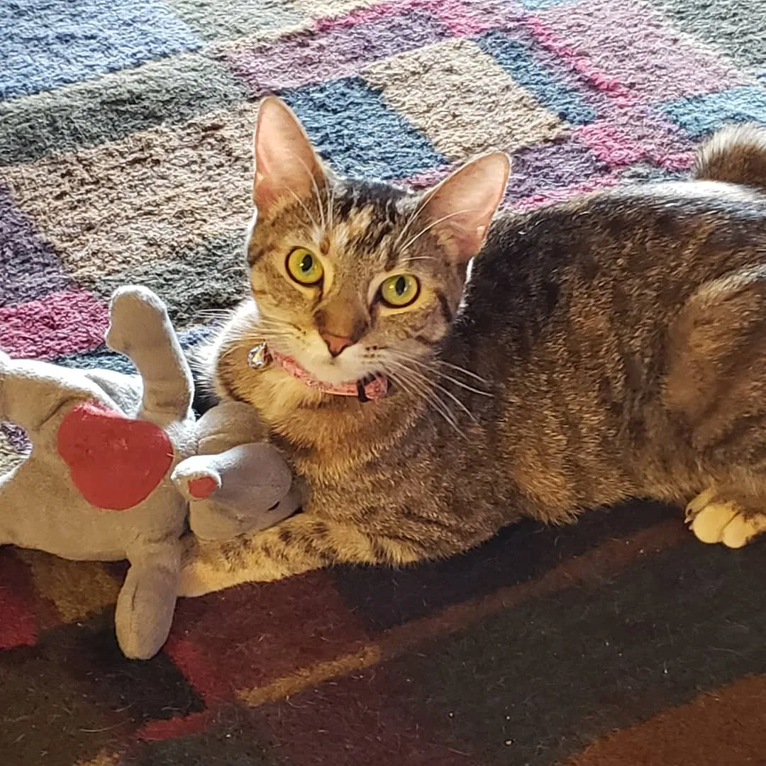 Lost cat in Montgomery, AL, 36109