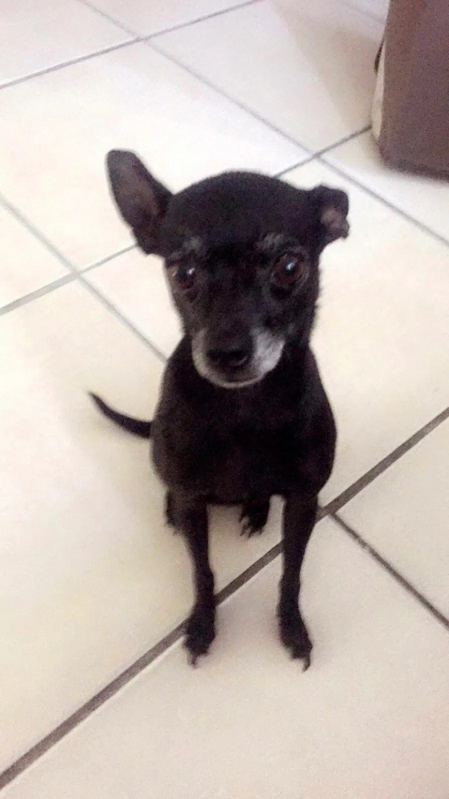 Lost dog in Hanford, CA, 93230