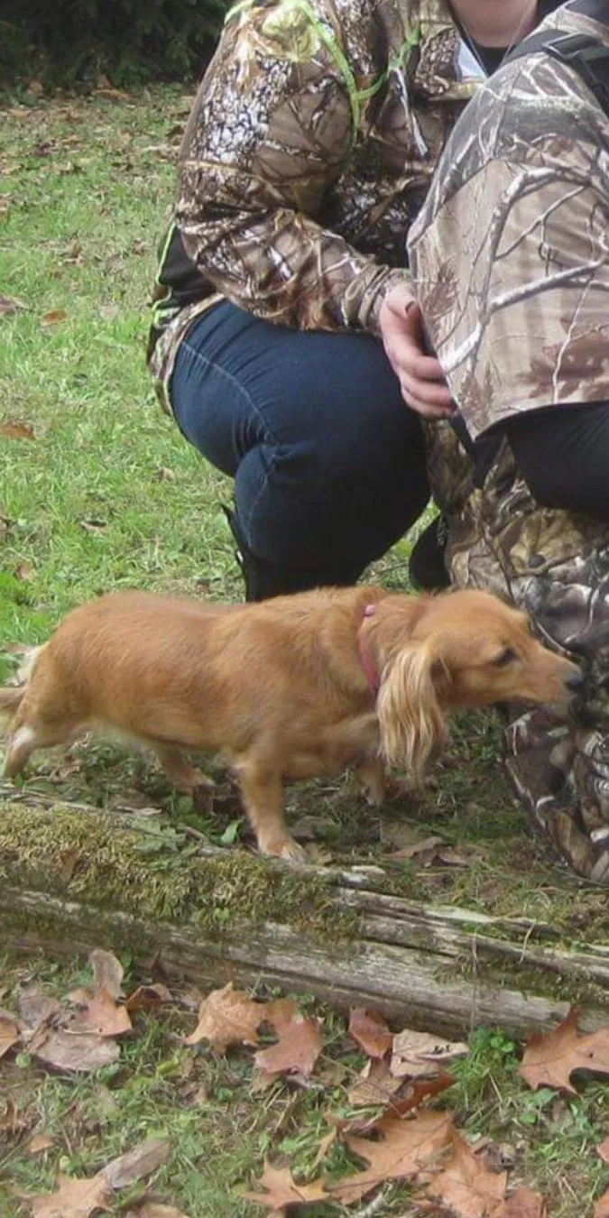 Lost dog in Cleveland, OH, 44129