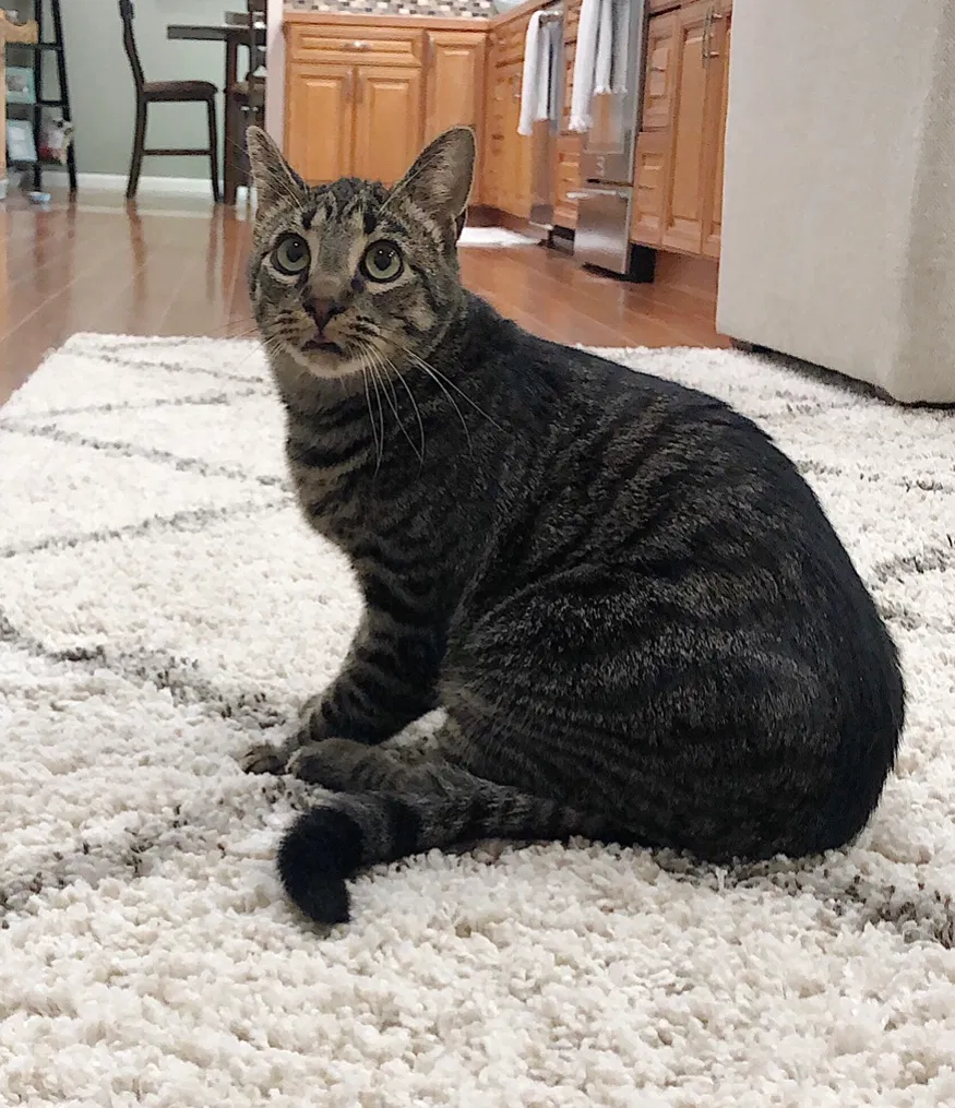 Lost cat in State College, PA, 16803
